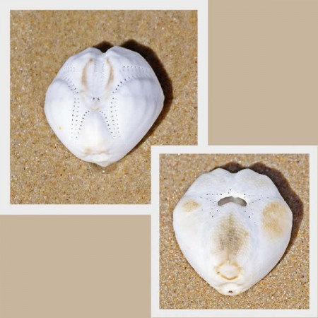 Sea gopher & Sand dollar