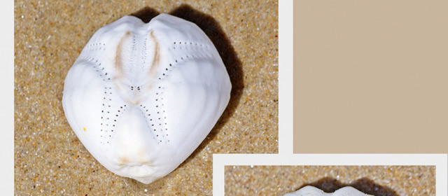 Jeffreys Bay Shell Museum