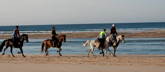 Oyster Bay Horse Rides