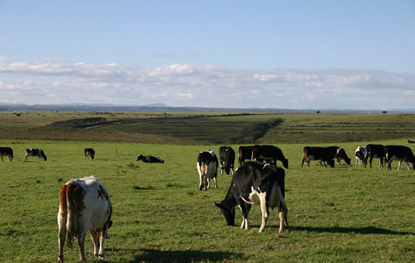 Dairy farming in the Eastern Cape