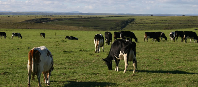 Dairy