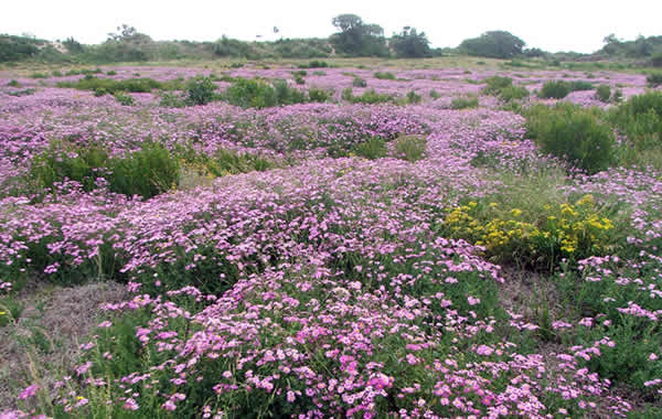 S. Senecio elegans Wild Cineraria of Fauna and Flora