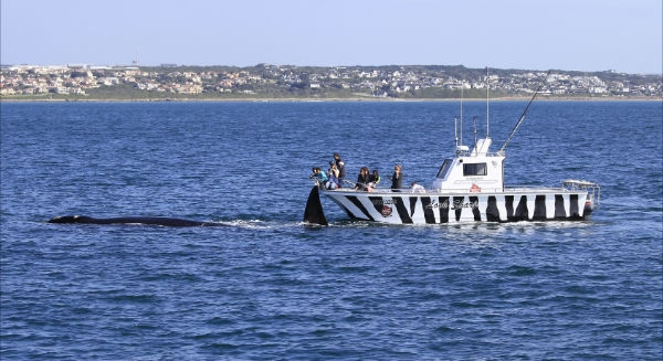 Whale watching