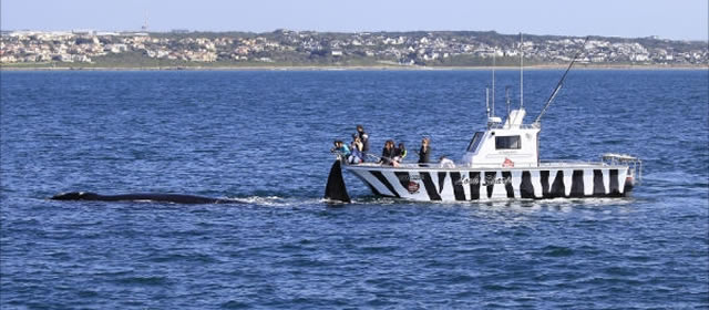 Whale & Dolphin watching