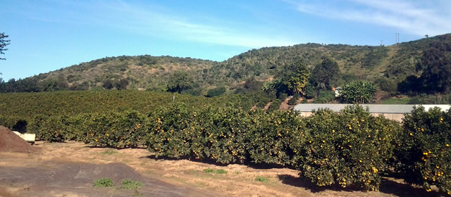 Citrus