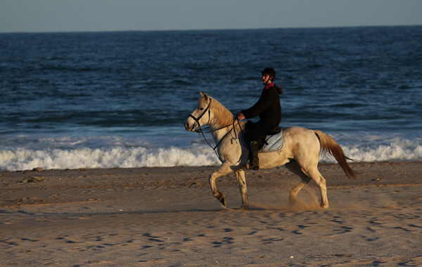 Featherfoot horses