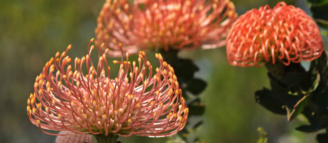 Van Stadens Wild Flower Reserve