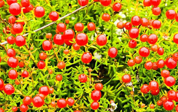Flora